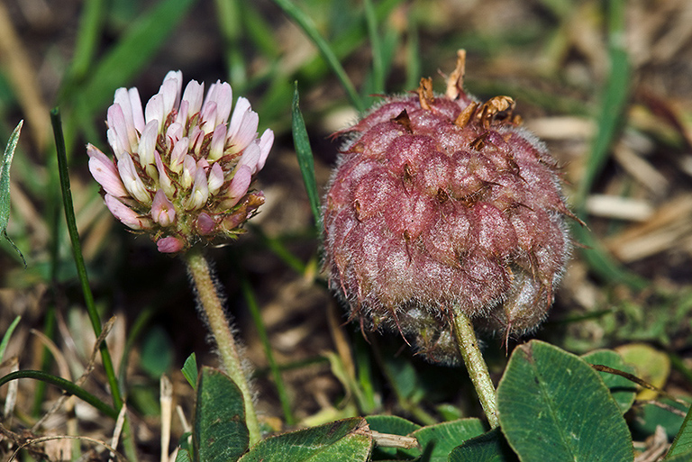 Trifolium_fragiferum_LP0164_16_Ewell