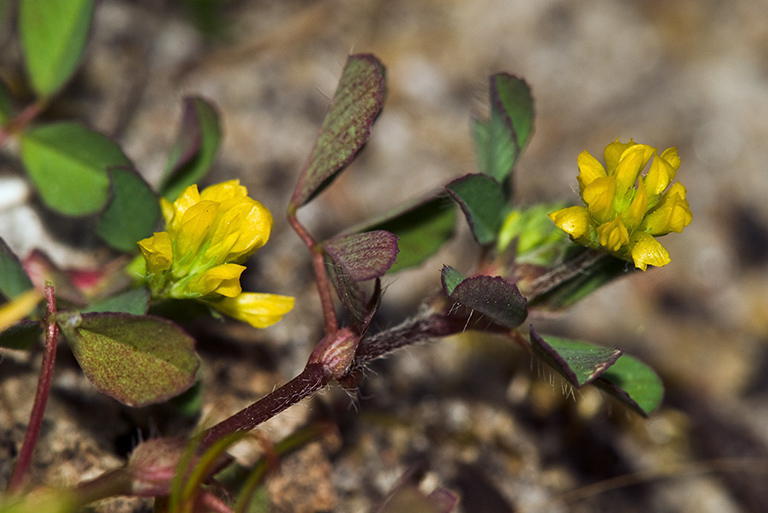 Trifolium_dubium_LP0203_32_Elstead