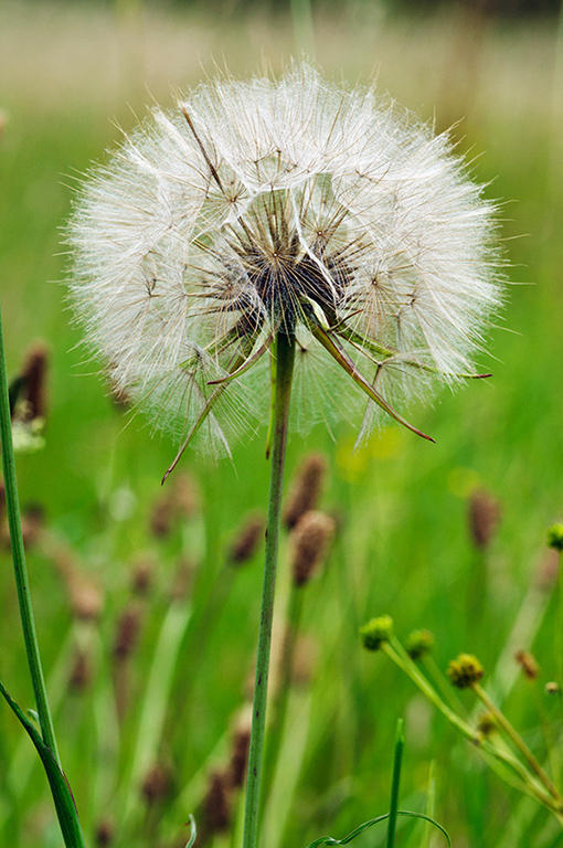 Tragopogon_pratensis_LP0428_01_Farnham