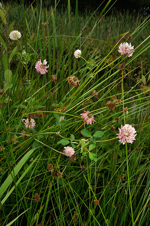 Trifolium_hybridum_LP0236_15_Blindley_Heath copy