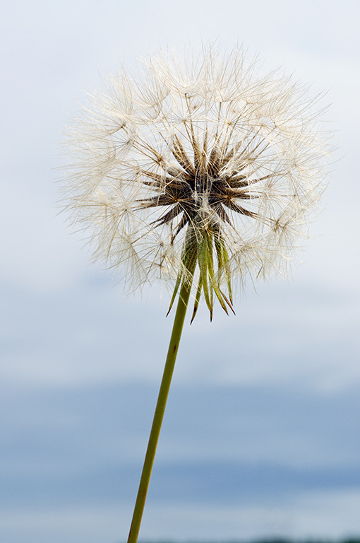 Tragopogon_pratensis_LP0370_14_Chertsey_Meads