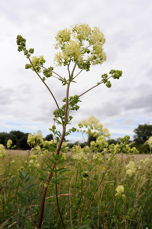 Thalictrum_flavum_LP0370_25_Chertsey_Meads