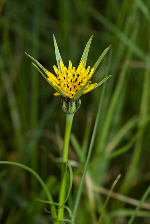 Tragopogon_pratensis_LP0151_01_Mitcham_Common