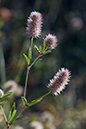 Trifolium_arvense_LP0155_64_Dawlish_Warren