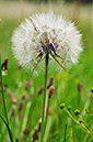 Tragopogon_pratensis_LP0428_01_Farnham