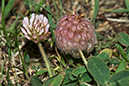 Trifolium_fragiferum_LP0164_20_Ewell