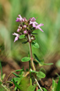 Thymus_pulegioides_LP0291_64_Box_Hill