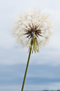 Tragopogon_pratensis_LP0370_14_Chertsey_Meads