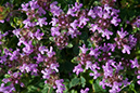 Thymus_drucei_LP0147_04_South_Croydon