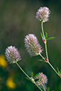 Trifolium_arvense_LP0166_16_Ham