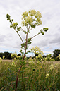 Thalictrum_flavum_LP0370_25_Chertsey_Meads