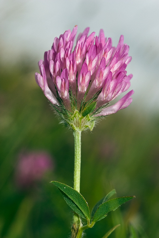 Trifolium_pratense_LP0061_10_Jennycliff