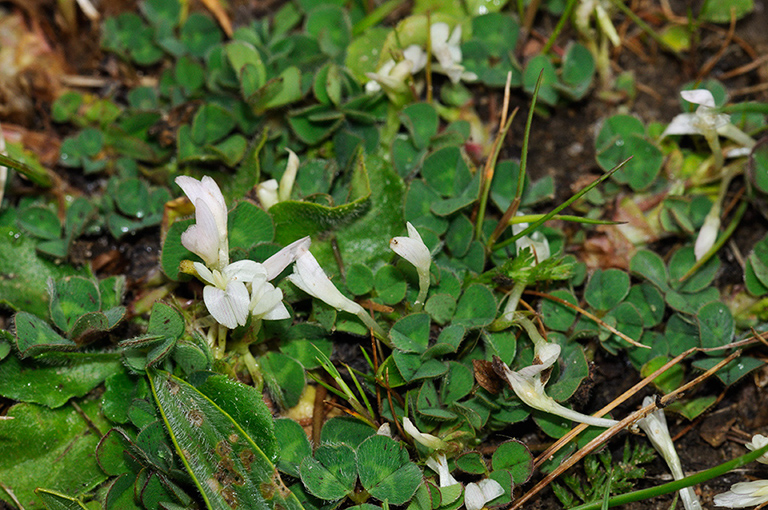 Trifolium_subterraneum_LP0358_16_Henley_Park