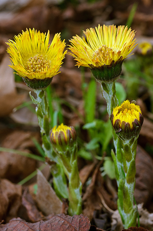 Tussilago_farfara_LP0606_10_Waddon