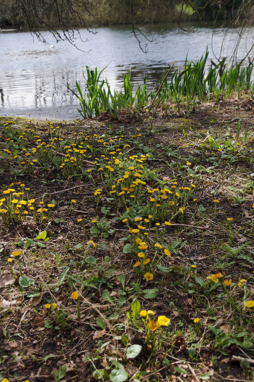 Tussilago_farfara_LP0503_06_Wandle