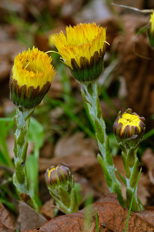 Tussilago_farfara_LP0606_03_Waddon