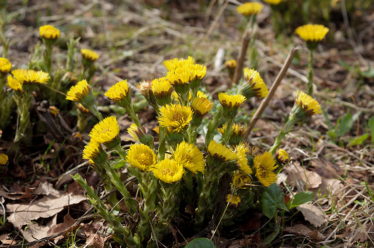 Tussilago_farfara_LP0503_09_Wandle