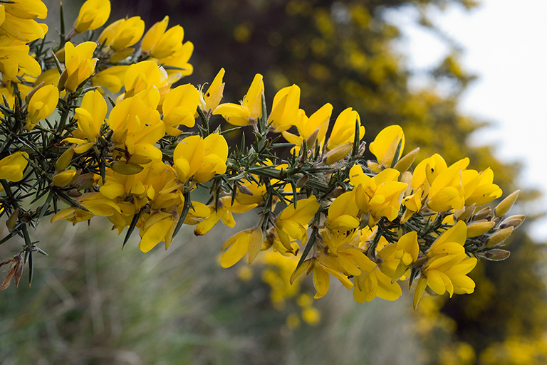 Ulex_europaeus_LP0034_21_Castle_Hill