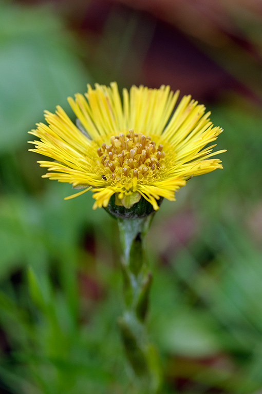 Tussilago_farfara_LP0558_11_Wandle