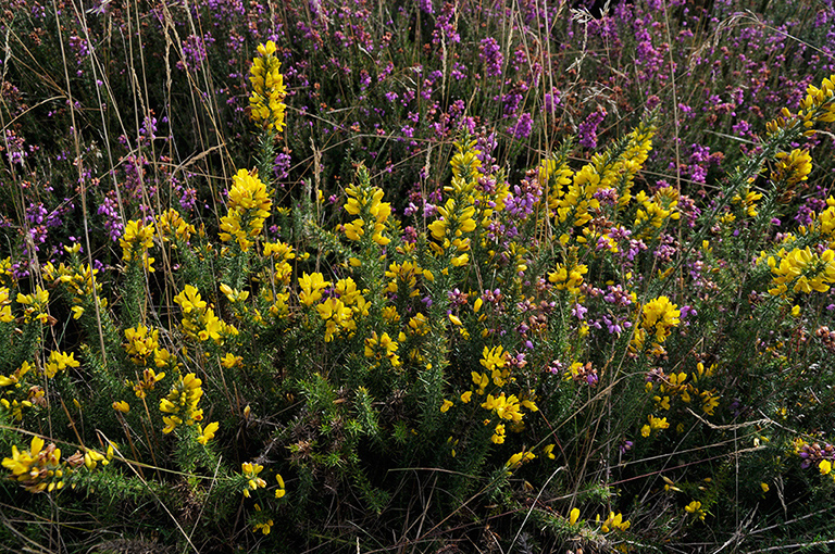 Ulex_minor_LP0292_06_Henley_Park