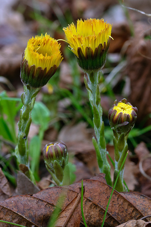 Tussilago_farfara_LP0606_07_Waddon