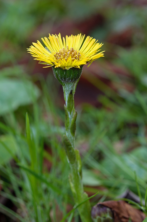 Tussilago_farfara_LP0558_10_Wandle