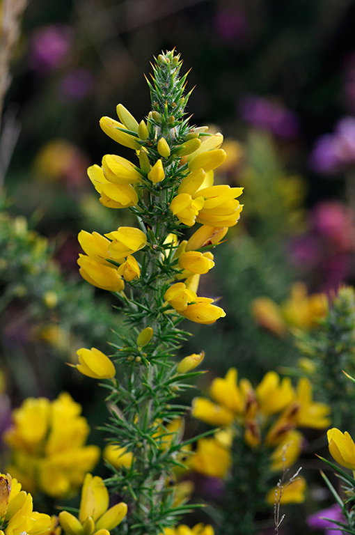 Ulex_minor_LP0292_02_Henley_Park