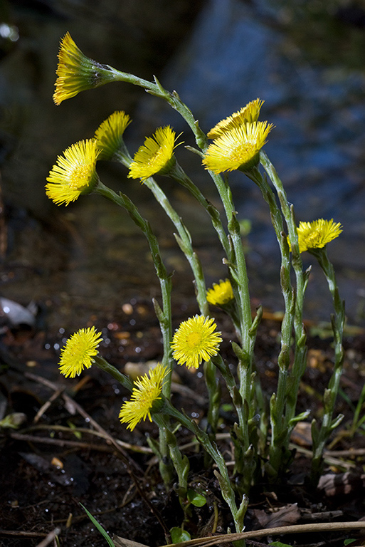 Tussilago_farfara_LP0095_15_Guildford