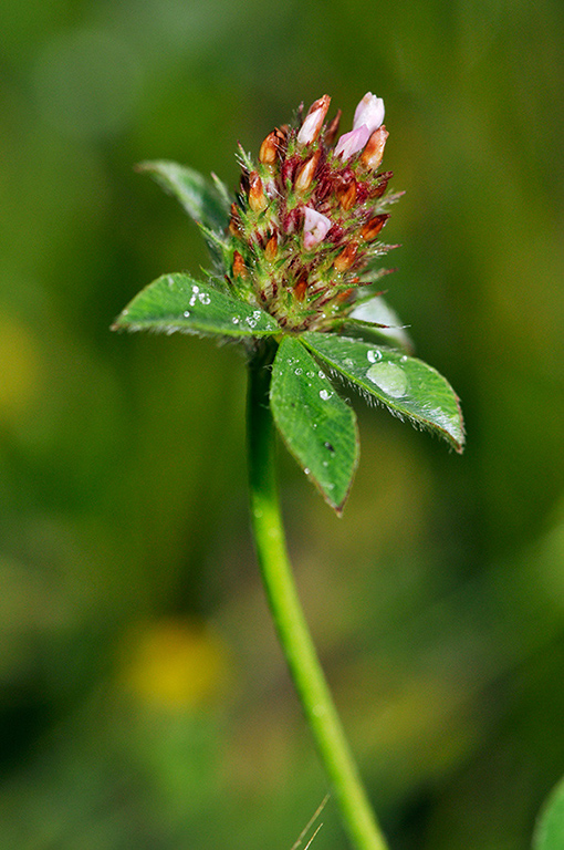 Trifolium_striatum_LP0404_47_Esher copy