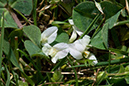 Trifolium_subterraneum_Clover_LP0127_06_Puttenham