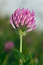 Trifolium_pratense_LP0061_10_Jennycliff