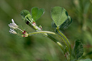 Trifolium_subterraneum_LP0450_15_West_Molesey