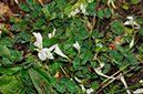 Trifolium_subterraneum_LP0358_16_Henley_Park