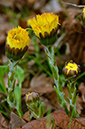 Tussilago_farfara_LP0606_03_Waddon