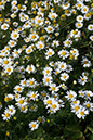 Tripleurospermum_inodorum_LP0167_37_Mitcham_Common