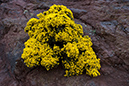 Ulex_europaeus_LP0194_06_Edinburgh