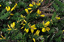 Ulex_minor_LP0257_59_Henley_Park