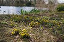 Tussilago_farfara_LP0503_08_Wandle