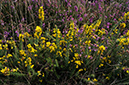 Ulex_minor_LP0292_06_Henley_Park