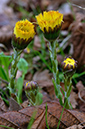 Tussilago_farfara_LP0606_07_Waddon