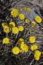 Tussilago_farfara_LP0188_05_Felbridge