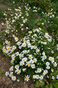 Tripleurospermum_inodorum_LP0215_05_Byfleet