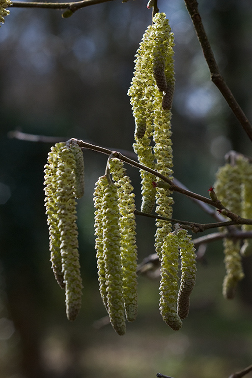 Corylus_avellana_LP0090_20_Staffhurst_Wood