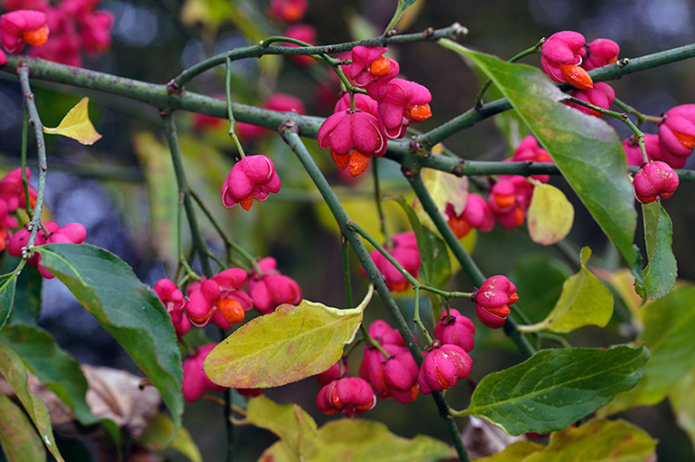 Euonymus_europæus_LP0658_03_Selsdon_Wood