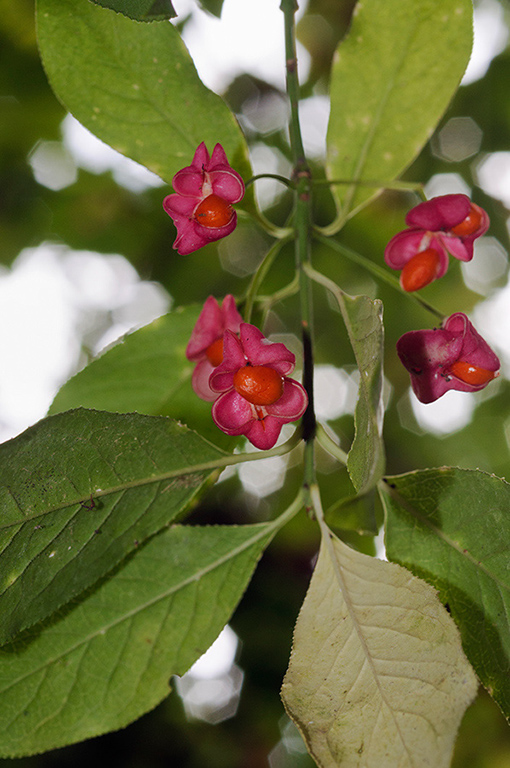 Euonymus_europæus_LP0652_08_Riddlesdown