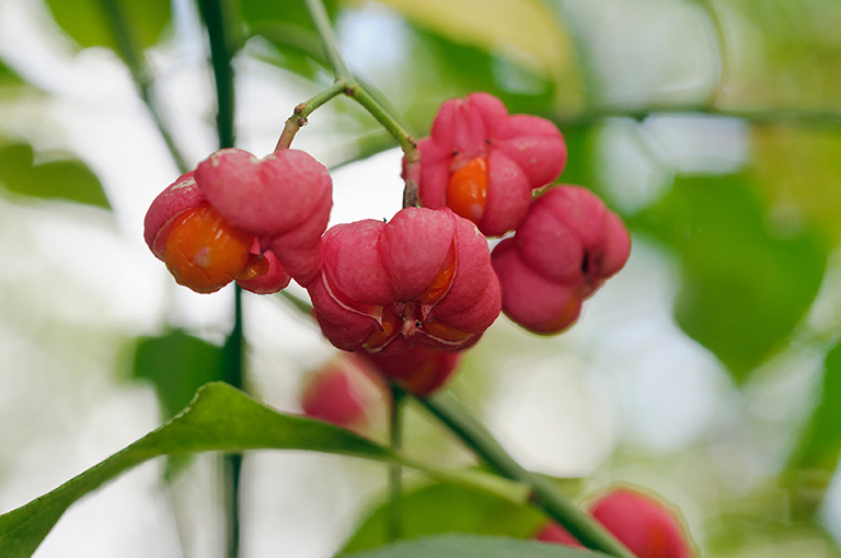 Euonymus_europæus_LP0652_15_Riddlesdown