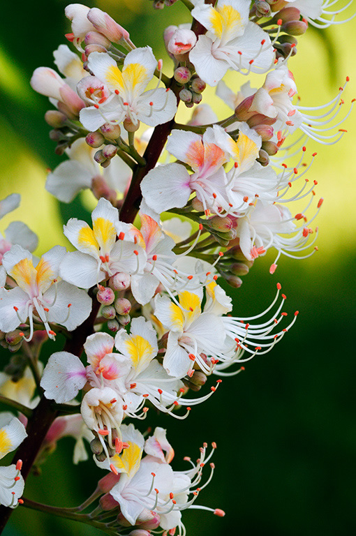 Aesculus_hippocastanum_LP0317_049_Hampton_Court