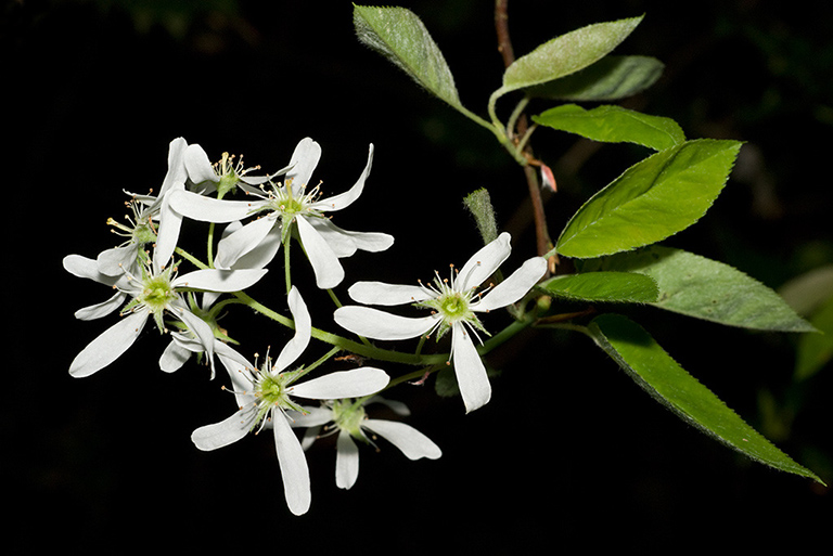 Amelanchier_lamarckii_LP0202_26_Thursley