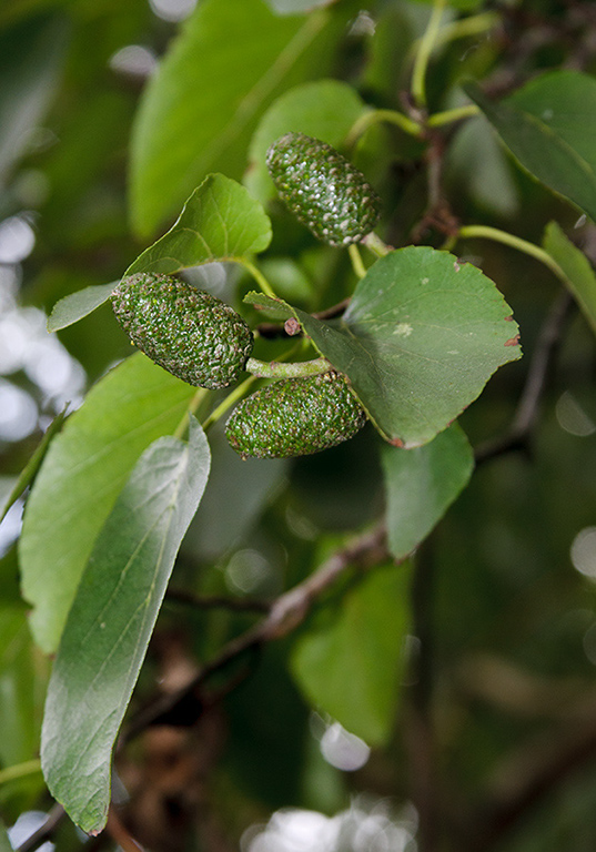 Alnus_cordata_LP0544_16_Wandle