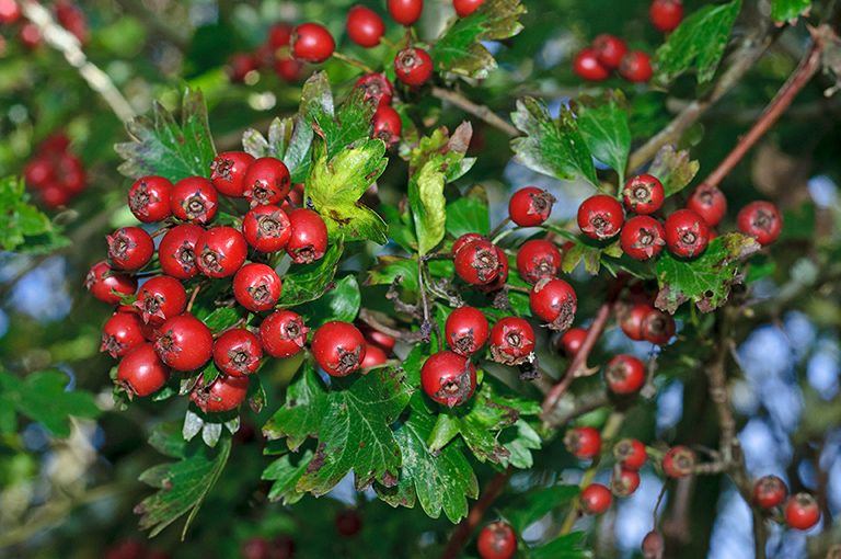 Crataegus_monogyna_LP0649_01_Forest_Green